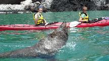 Otago Peninsular Wildlife - Guided Kayak Tour