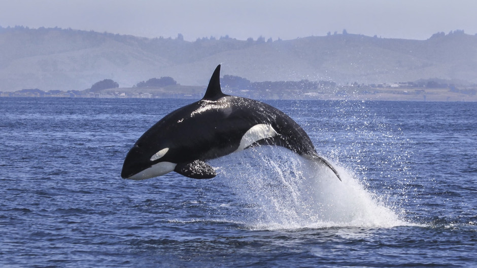 Your Half Day Dolphin & Wildlife Cruise begins as you’re welcomed aboard the Bay Explorer at the Tauranga waterfront!