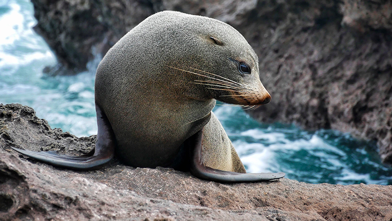 Your Half Day Dolphin & Wildlife Cruise begins as you’re welcomed aboard the Bay Explorer at the Tauranga waterfront!