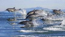 Dolphin and Wildlife Cruise - Half Day