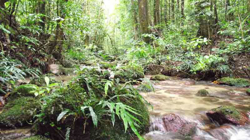 Take a journey offroad to exclusive restricted access areas of the rainforest. You are gauranteed small groups and no crowds on this multi award winning 4WD tour