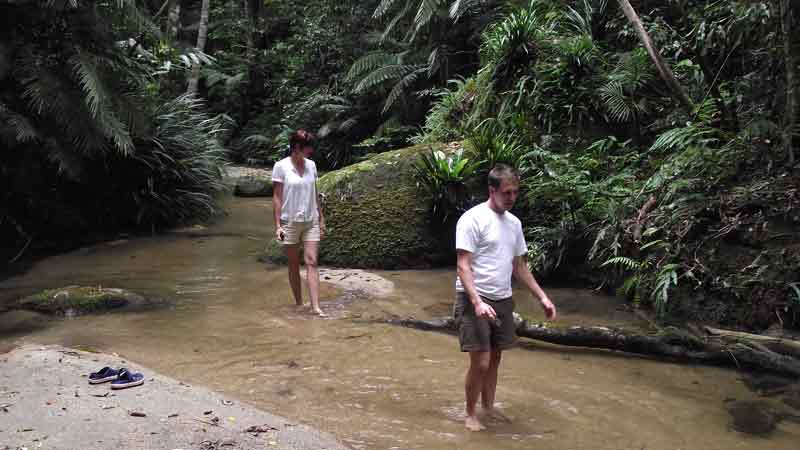 Take a journey offroad to exclusive restricted access areas of the rainforest. You are gauranteed small groups and no crowds on this multi award winning 4WD tour