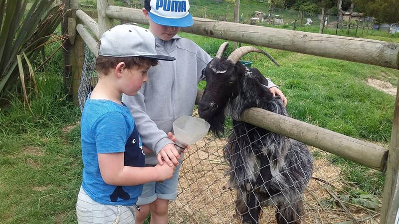 Tick off an essential kiwi adventure as you experience typical rural farm life at the beautiful Bullswool Farm Park!