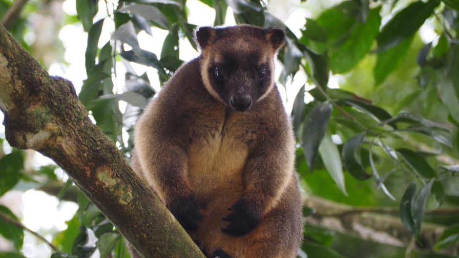 Offering the best of both worlds, day time and night wildlife spotting tour visiting locations across the Atherton Tablelands. Spotlighting at the giant 500 year old Curtain Fig Tree and keep a close eye out for a variety of rare emdemic species within a small group