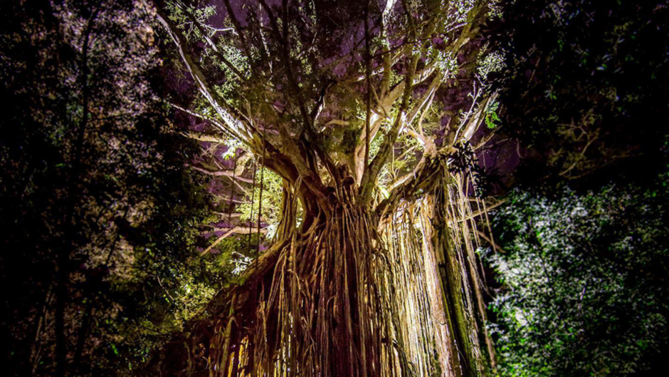 Offering the best of both worlds, day time and night wildlife spotting tour visiting locations across the Atherton Tablelands. Spotlighting at the giant 500 year old Curtain Fig Tree and keep a close eye out for a variety of rare emdemic species within a small group