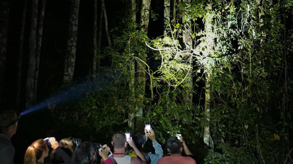 Offering the best of both worlds, day time and night wildlife spotting tour visiting locations across the Atherton Tablelands. Spotlighting at the giant 500 year old Curtain Fig Tree and keep a close eye out for a variety of rare emdemic species within a small group