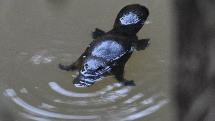 Nocturnal Wildlife Tour - See Platypus and Rainforest Animals in the Wild - Departs Cairns