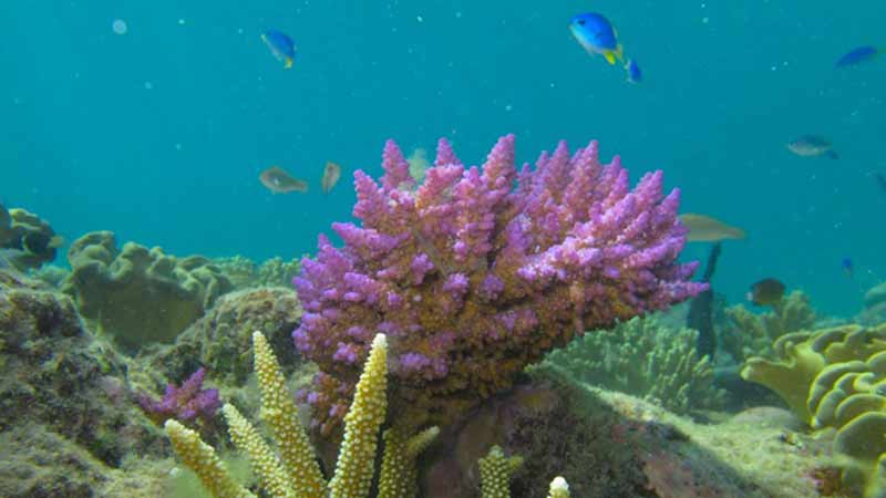 Come aboard the historic Pearl Lugger for a Great Barrier Reef experience like no other! Sail around the reef and visit the spectacular Coral Garden and Upolu Cay. Great snorkeling and option to scuba dive