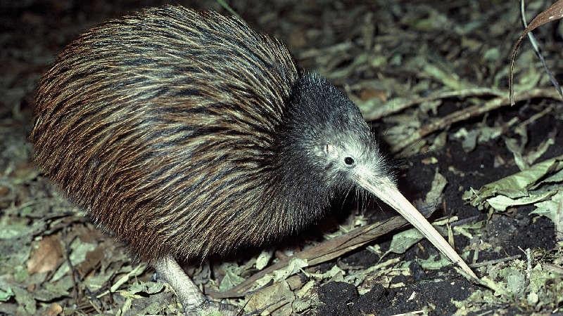 Kiwi encounter auckland