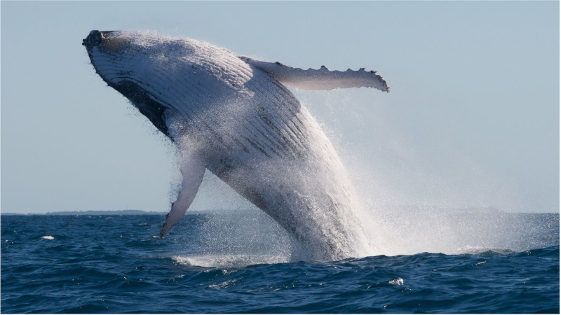 Join us for an incredible experience as we watch majestic Humpback whales migrate past our stunning coastline!