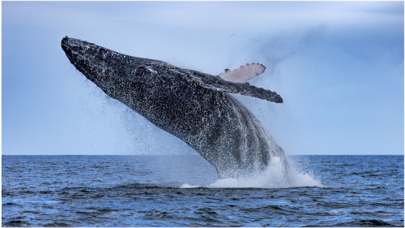 Join us for an incredible experience as we watch majestic Humpback whales migrate past our stunning coastline!
