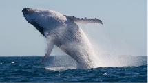 1.5 Hr Whale Watching Tour with Adventure Rafting - Mooloolaba