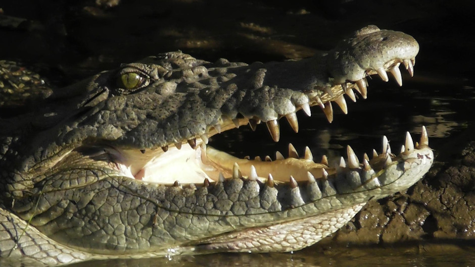 Crocodile cruise Daintree