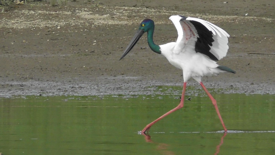 Come and see wildlife in their natural environment on the Daintree River. Come with us as we look for species such as crocodiles, snakes, and birds.