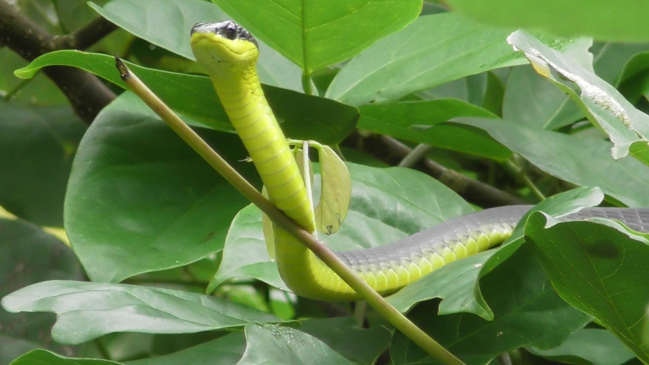 Come and see wildlife in their natural environment on the Daintree River. Come with us as we look for species such as crocodiles, snakes, and birds.