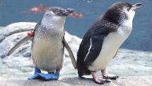 International Antarctic Centre - General Admission + VIP Penguin Backstage Pass