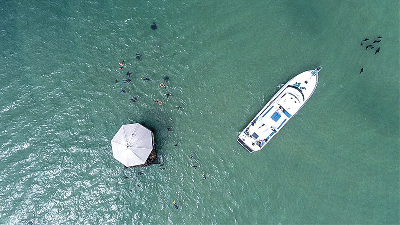 Come and snorkel with the adorable fur seals on from Sorrento. Sail to Chinaman's Hat and snorkel with the seals in Port Phillip Bay before enjoying lunch, snacks, and drinks.
