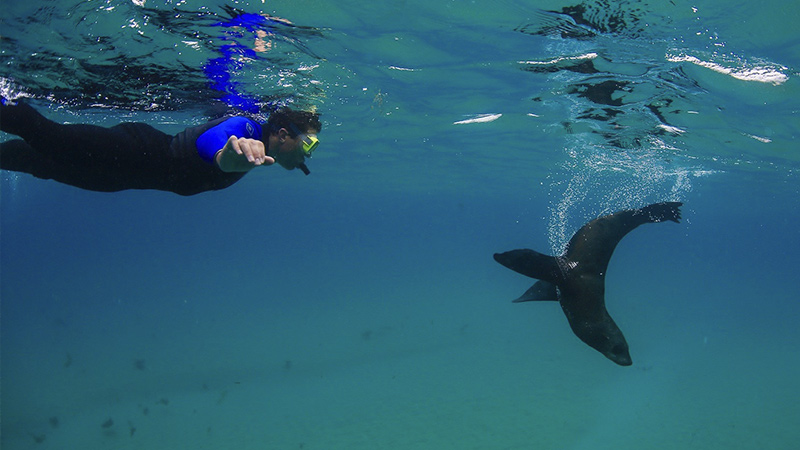 Come and snorkel with the adorable fur seals on from Sorrento. Sail to Chinaman's Hat and snorkel with the seals in Port Phillip Bay before enjoying lunch, snacks, and drinks.
