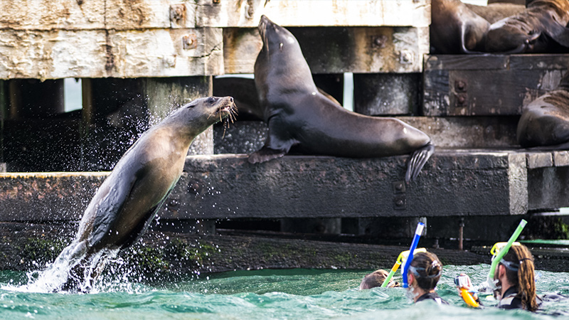 Come and snorkel with the adorable fur seals on from Sorrento. Sail to Chinaman's Hat and snorkel with the seals in Port Phillip Bay before enjoying lunch, snacks, and drinks.
