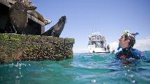 Snorkel with the Seals - 2 hours from Sorrento - Moonraker Charters