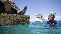 Seal Swim Cruise - Departs Sorrento