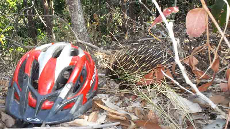 Cairns is renown for its fantastic mountain biking, come with us for an amazing guided tour