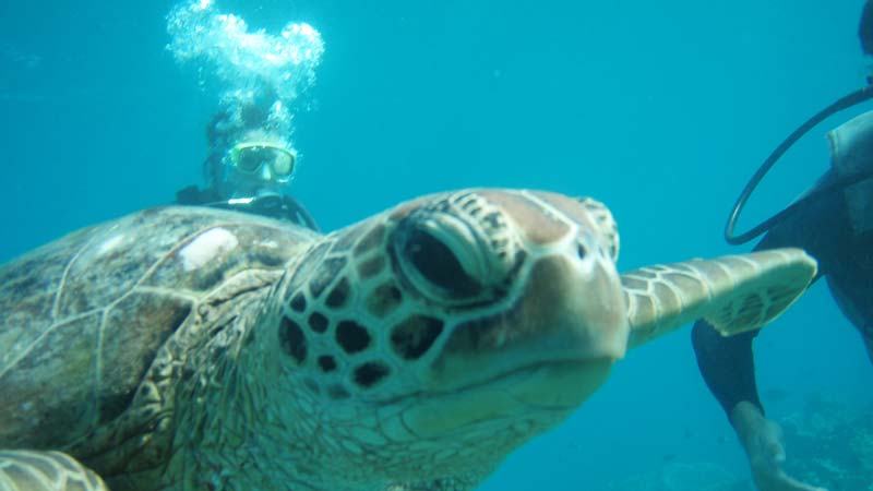 Snorkel The Great Barrier Reef with the M.V. Rum Runner, providing affordable dive trips and a fantastic experience. Option available to upgrade to diving!