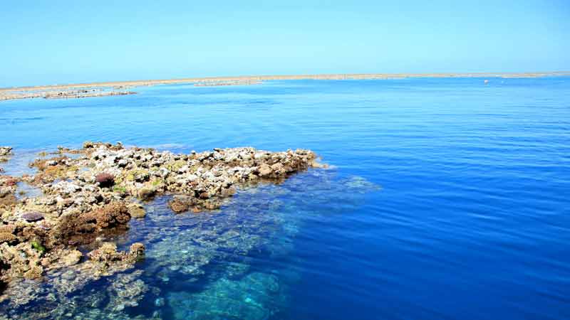 Snorkel The Great Barrier Reef with the M.V. Rum Runner, providing affordable dive trips and a fantastic experience. Option available to upgrade to diving!