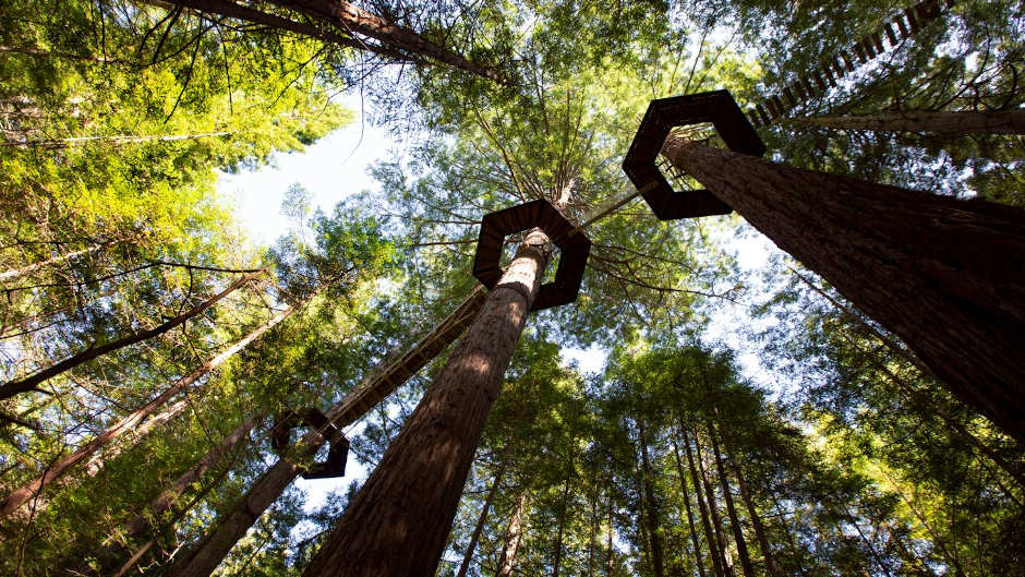 Redwoods Altitude is a separate offering from the main Treewalk and offers a fully guided experience, up to 25 metres high!