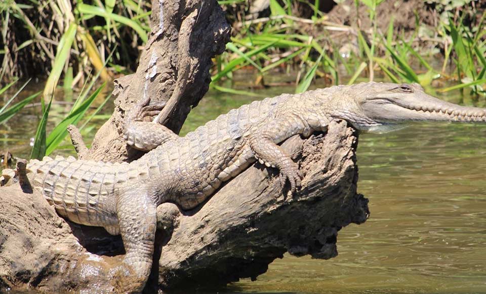 Discover wildlife and wonders of the world's most ancient tropical rainforest on the fascinating 45 minute Kuranda Riverboat cruise!