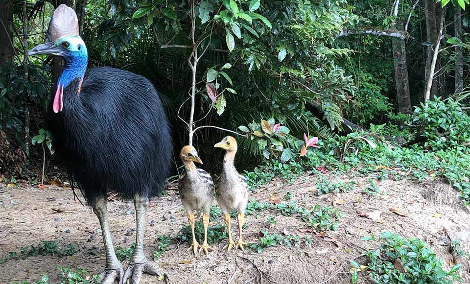 Discover wildlife and wonders of the world's most ancient tropical rainforest on the fascinating 45 minute Kuranda Riverboat cruise!