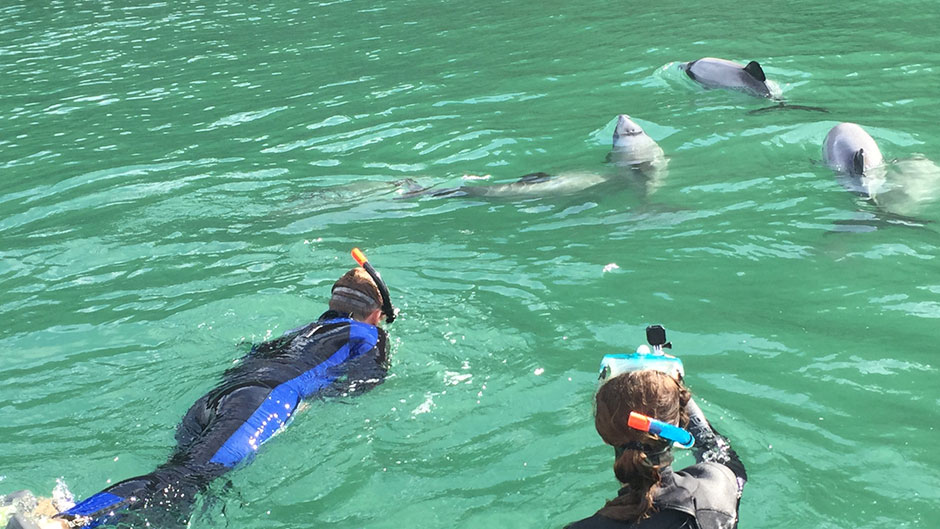 Join us for a truly magical dolphin swimming experience in the beautiful Akaroa Harbour!