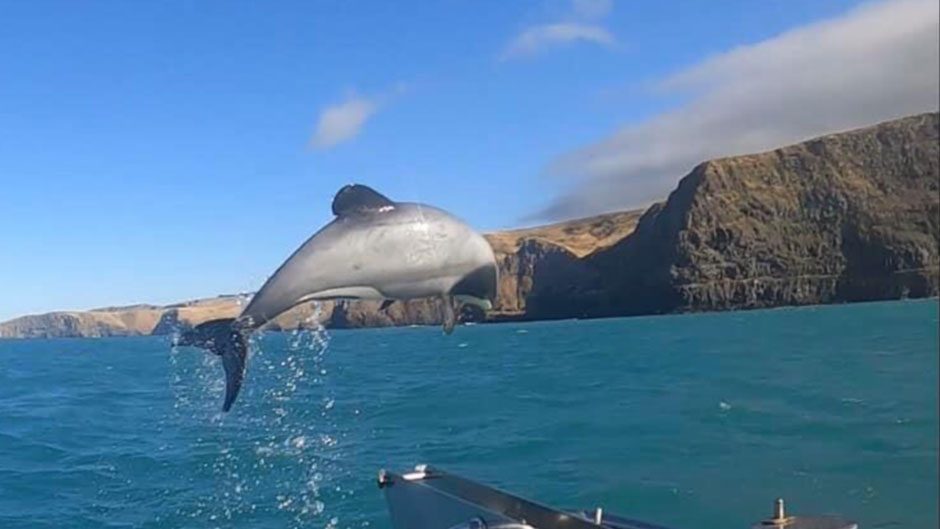 Join us for a truly magical dolphin swimming experience in the beautiful Akaroa Harbour!