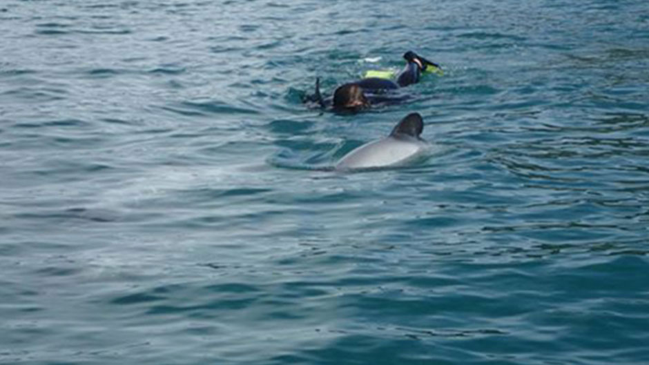 Join us for a truly magical dolphin swimming experience in the beautiful Akaroa Harbour!