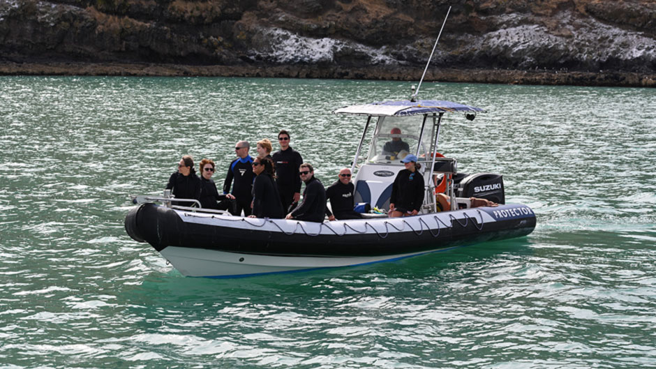 Join us for a truly magical dolphin swimming experience in the beautiful Akaroa Harbour!