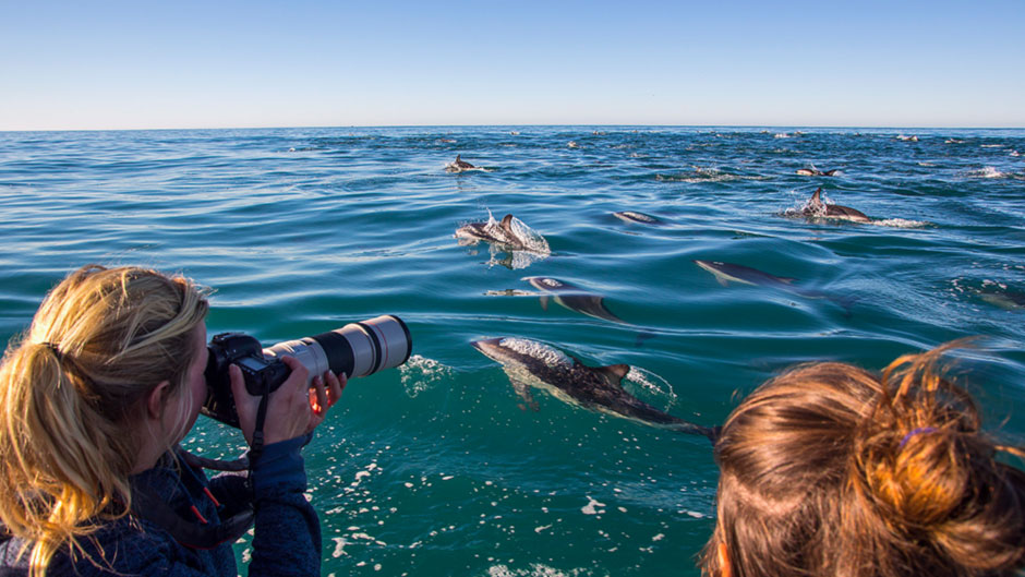 Coastal Encounter Kaikoura Tour Deals Nature Cruise