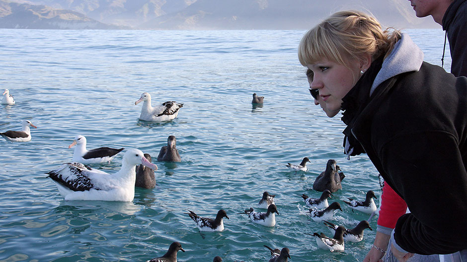 Kaikoura Deals Christchurch