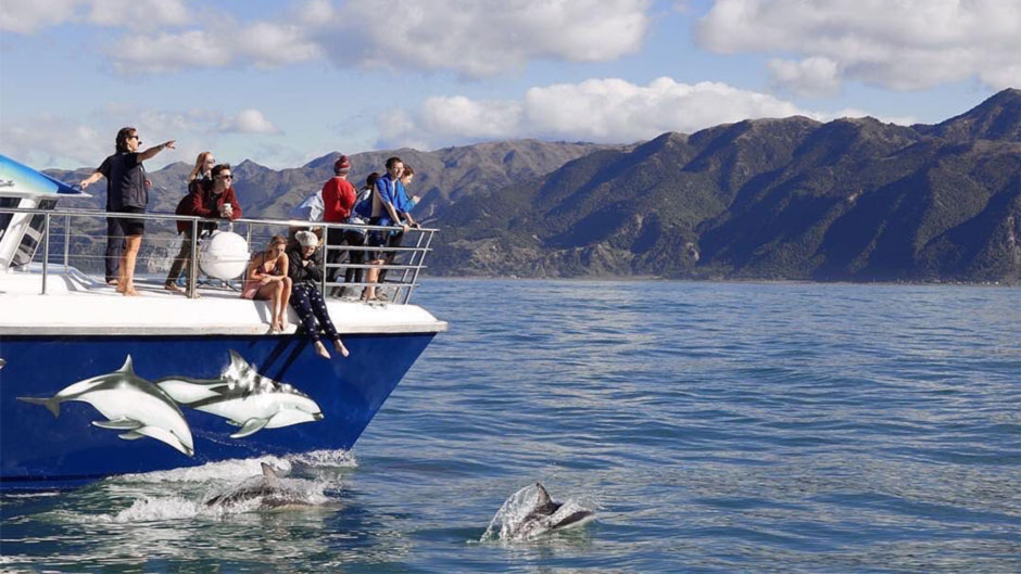 Encounter Kaikoura Nature Cruise Deal