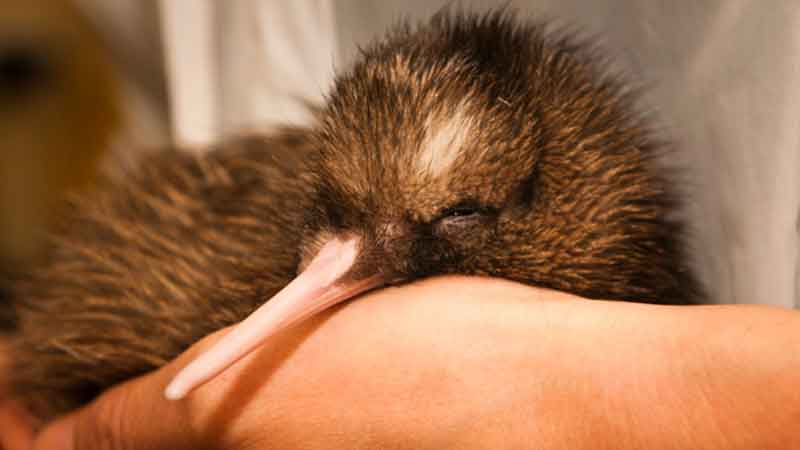 Experience the amazing West Coast Wildlife Centre, home of the rare kiwi, complete with a guided backstage tour and fascinating Tuatara Encounter! 

