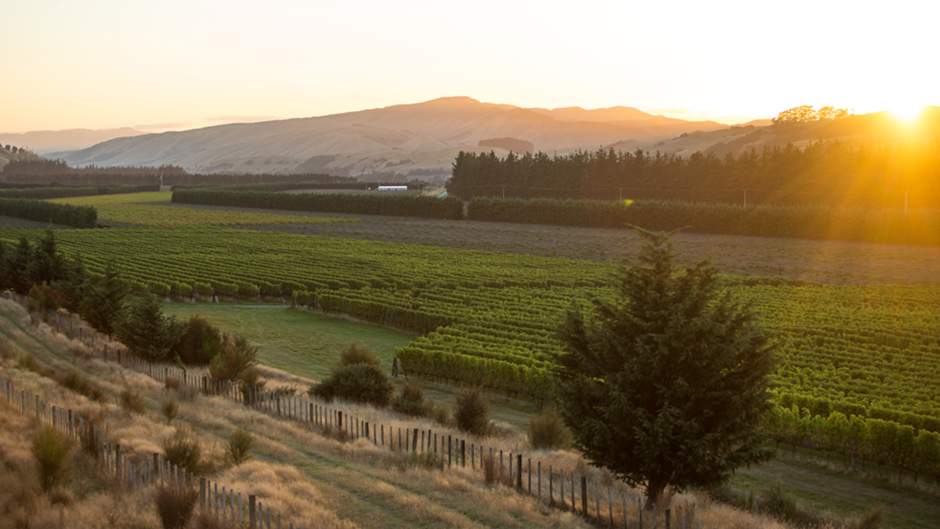 Experience the wine region of Martinborough on this stunning wine tour outside of Wellington! 