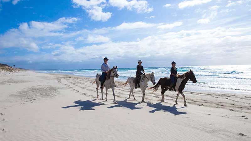 Listed in the Worlds "100 Things One Must Do Before You Die" Pakiri Beach Horse Riding matches the freedom of horse riding with an amazing setting; a stunning white sand beach lapped by clear blue ocean - a 'must do' experience you won't soon forget.