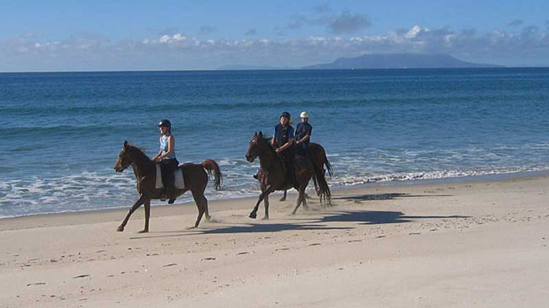 Listed in the Worlds "100 Things One Must Do Before You Die" Pakiri Beach Horse Riding matches the freedom of horse riding with an amazing setting; a stunning white sand beach lapped by clear blue ocean - a 'must do' experience you won't soon forget.