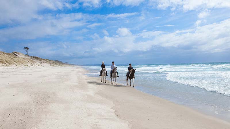 Listed in the Worlds "100 Things One Must Do Before You Die" Pakiri Beach Horse Riding matches the freedom of horse riding with an amazing setting; a stunning white sand beach lapped by clear blue ocean - a 'must do' experience you won't soon forget.