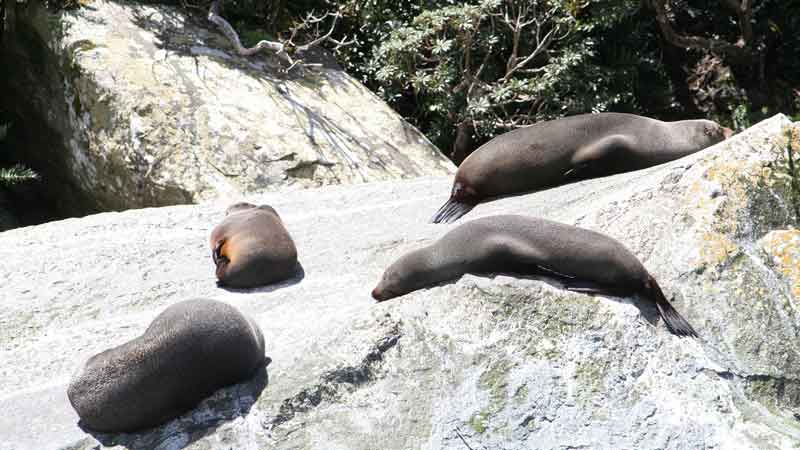 Experience the best of Milford Sound ex Queenstown including Coach, Cruise and a delicious Kiwi BBQ Lunch!