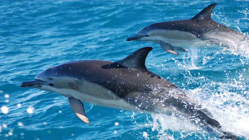 Dolphin Viewing in the very calm waters of New Zealand's famous Marlborough Sounds.