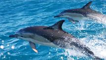 Motuara Island Sanctuary and Dolphin Watching Tour Ex Picton 