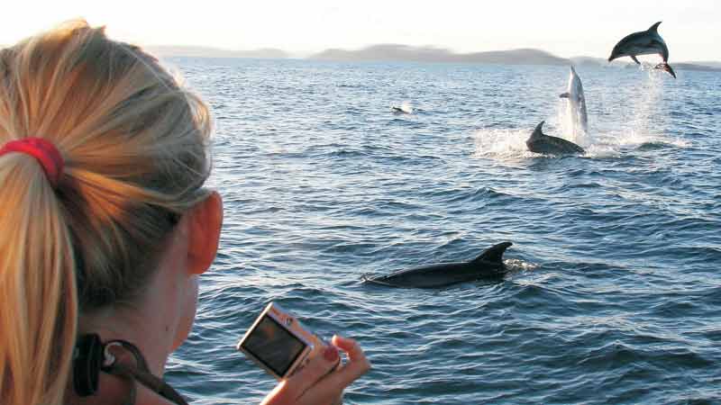 Escape for a day to beautiful Kawau Island on a stunning scenic cruise and discover a pristine wildlife reserve surrounded by the calm clear waters of the Hauraki Gulf...