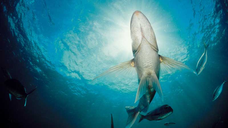 Welcome to the magical world of scuba diving at Goat Island Marine reserve. This half day Try Dive experience with Goat Island Dive & Snorkel is a safe and fun way to try scuba diving, guaranteed to leave you stoked and wanting more!