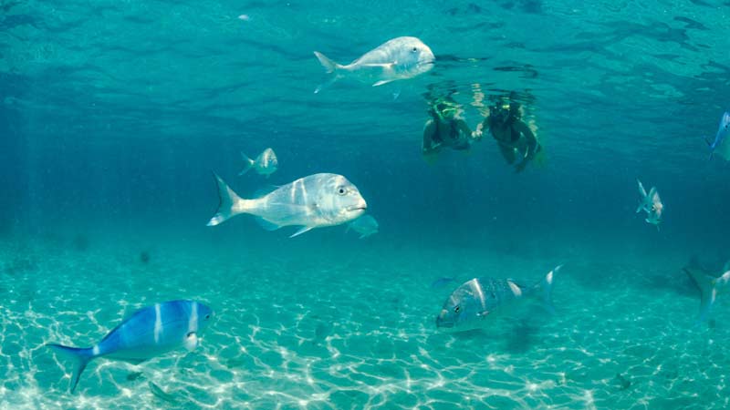 Welcome to the magical world of scuba diving at Goat Island Marine reserve. This half day Try Dive experience with Goat Island Dive & Snorkel is a safe and fun way to try scuba diving, guaranteed to leave you stoked and wanting more!