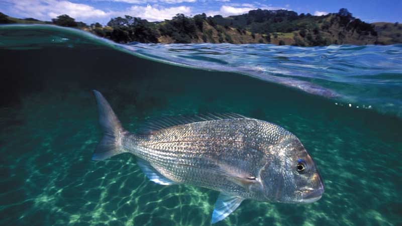 Welcome to the magical world of scuba diving at Goat Island Marine reserve. This half day Try Dive experience with Goat Island Dive & Snorkel is a safe and fun way to try scuba diving, guaranteed to leave you stoked and wanting more!